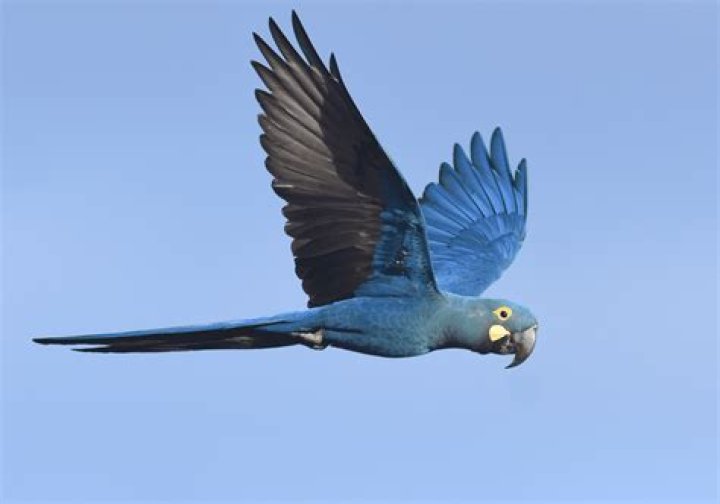 Lears macaw parrot