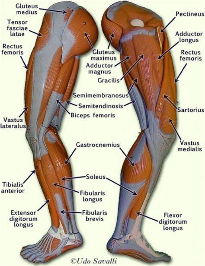 Leg, Human leg, Chin, Physical fitness, Shoulder, Automotive tire, Elbow, Chest, Standing, Joint, 