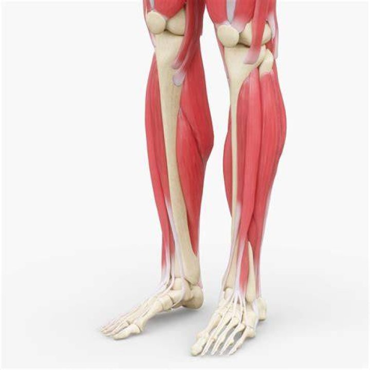 Leg, Human leg, Human body, Shoulder, Standing, Joint, Elbow, Physical fitness, Knee, Chest, leg, human leg, human body, shoulder, standing, joint, elbow, physical fitness, knee, chest,
