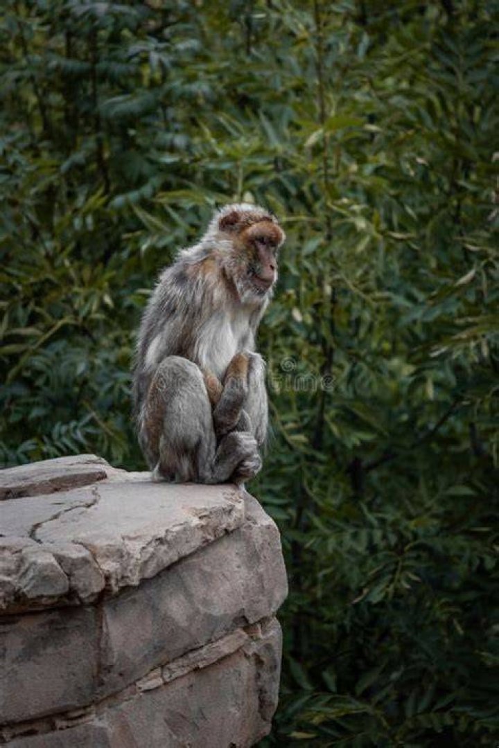 macaque monkey sitting on ledge