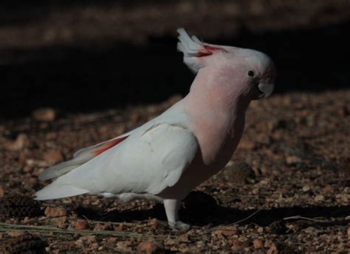 Major Mitchell's cockatoo