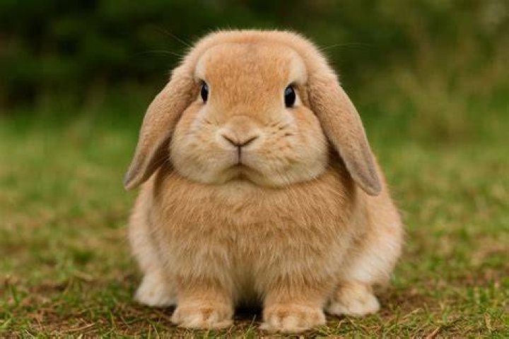 Mini lop rabbit playing in field of grass