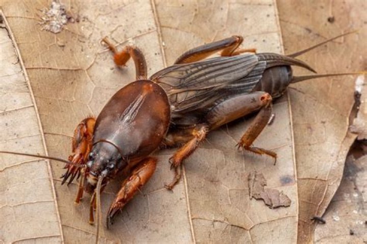 mole cricket eating insect