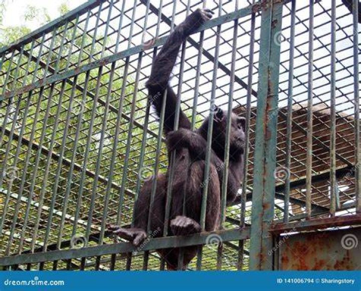 monkey in a cage
