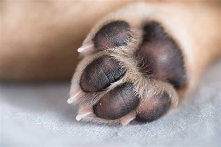 Paw Pads