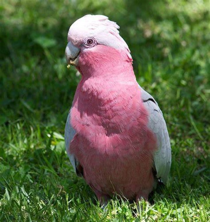 Pink Cockatoo