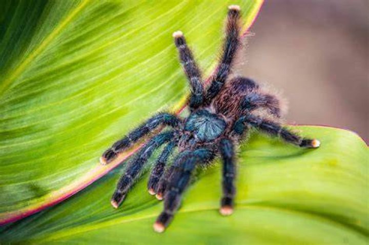 pink toe tarantula crawling_Piqsels