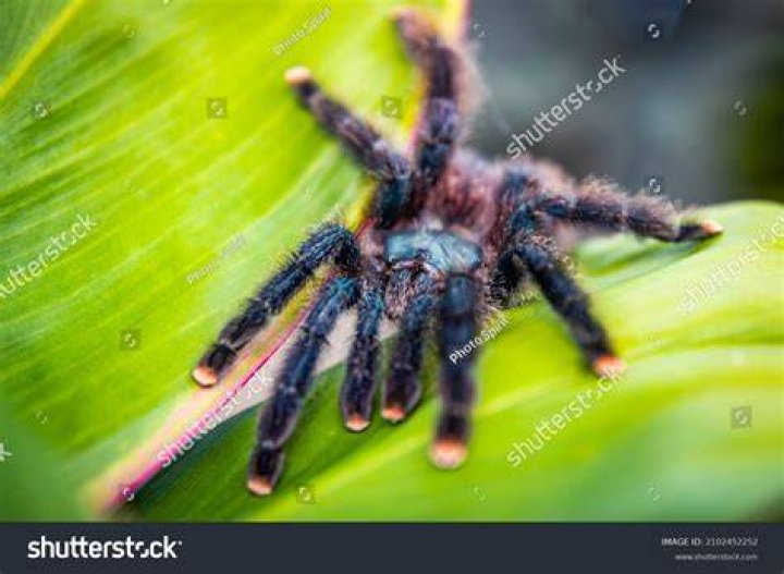 pink toe tarantula_Chesapeake Images_Shutterstock
