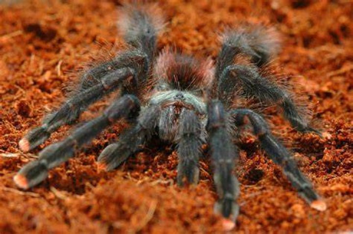 pink toe tarantula_Danny de Bruyne_Pixabay