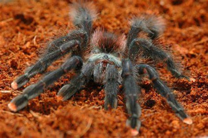 pink toe tarantula_Piqsels