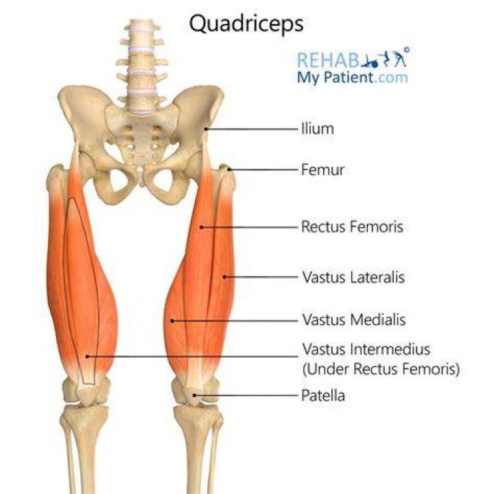 quadriceps anatomy quadriceps anatomy