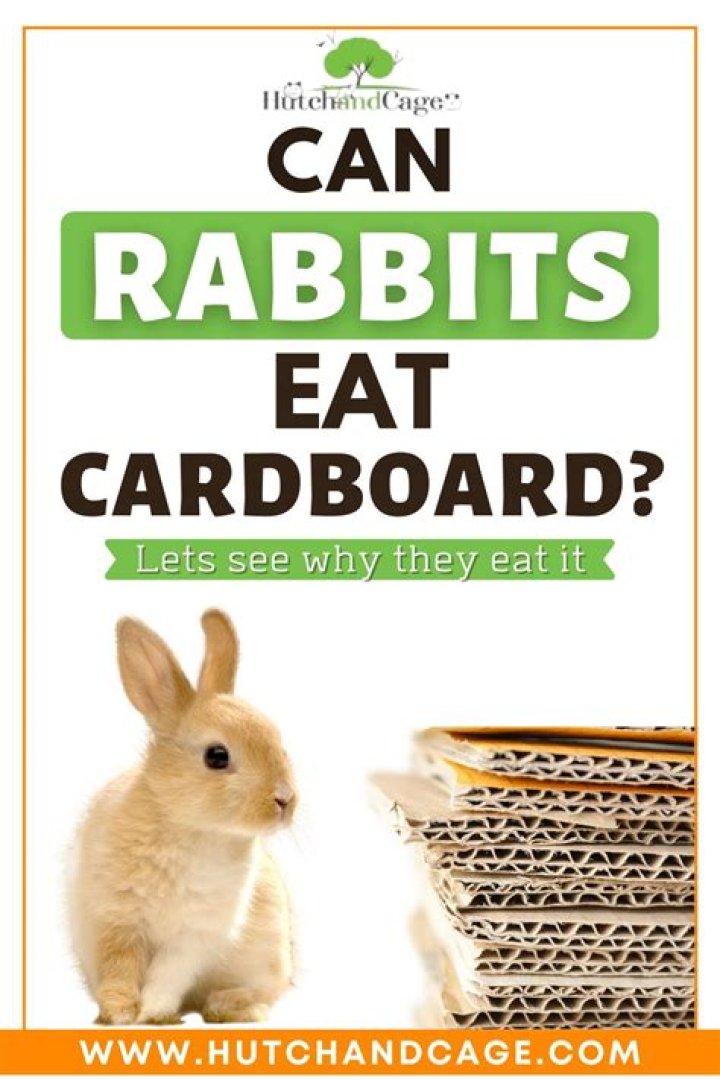 Rabbit eating cardboard really close