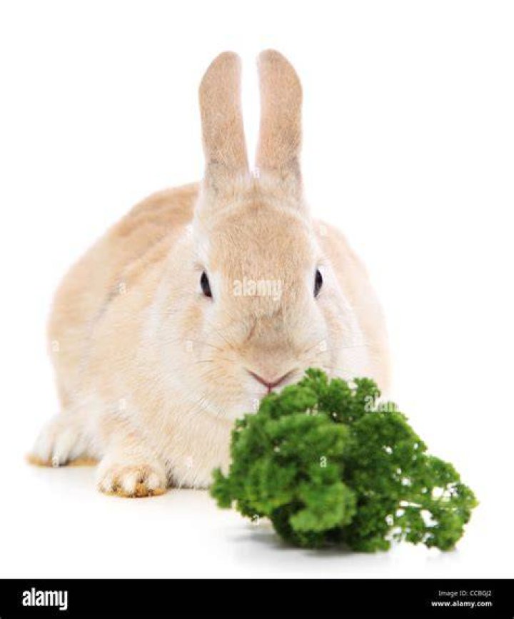 rabbit eating parsley