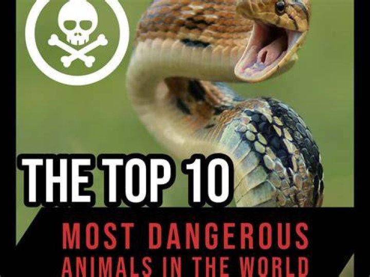 Ranked! Top 10 most dangerous sports to play at the moment