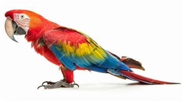 Red Macaw Side view_ Gaston Piccinetti_Shutterstock