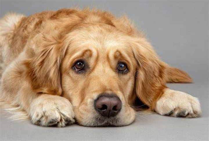 sad golden retriever