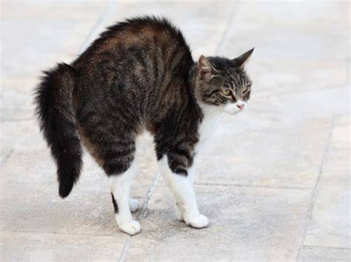 scared cat with his owner