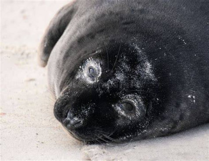 Seal lying upside-down on black rocks