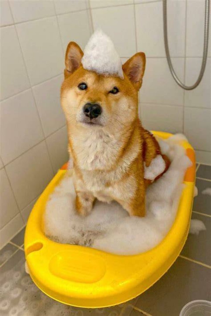 shiba inu dog taking a bath