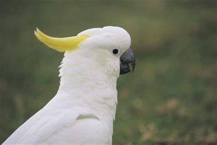 Sulphur Crested Cockatoo