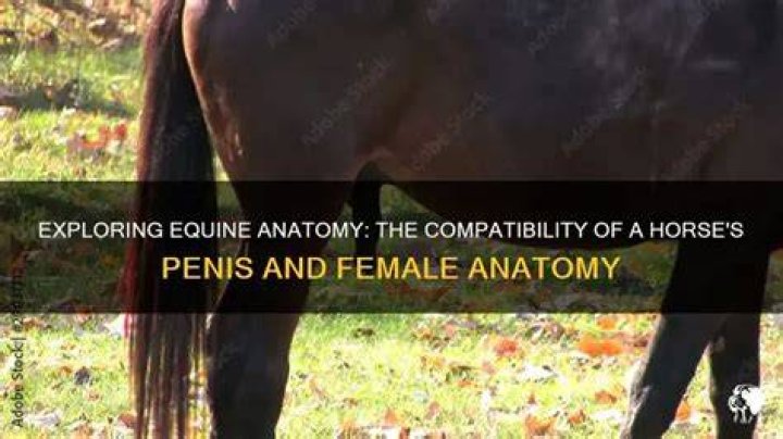 The penis of a horse
