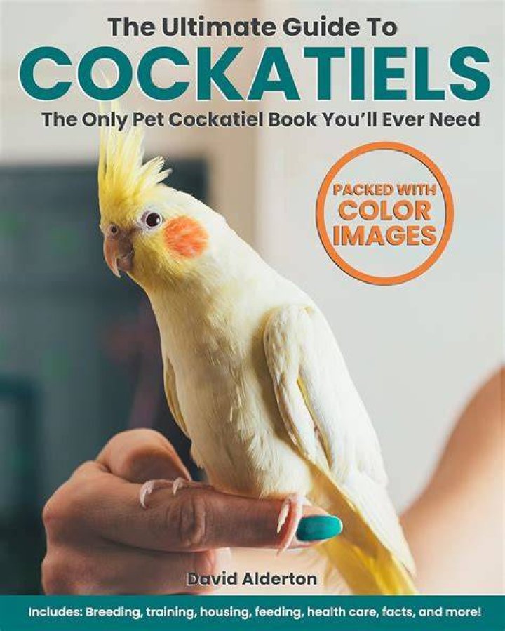 The Ultimate Guide to Cockatiels