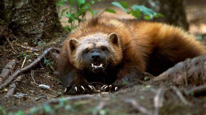 the wolverine the wolverine