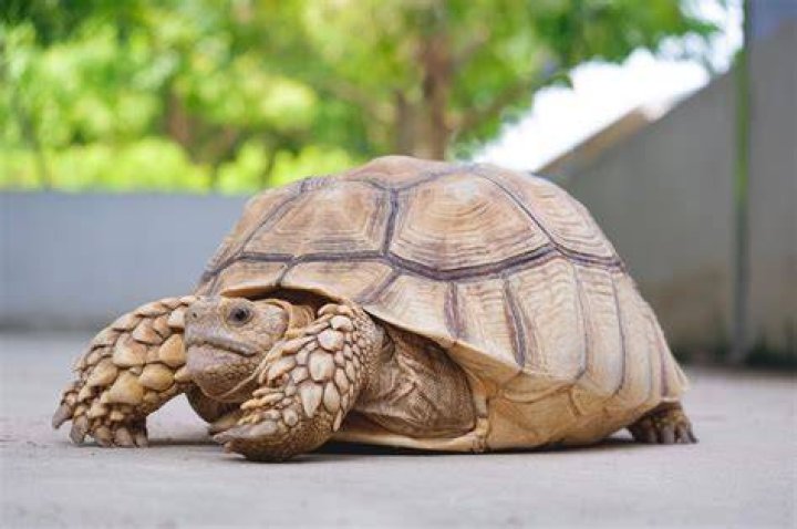 tortoise pet_Amaya Eguiz&aacute;bal_Pixabay